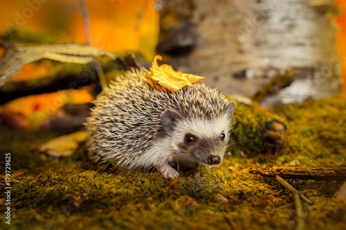 African pygmy hedgehog on moss photo