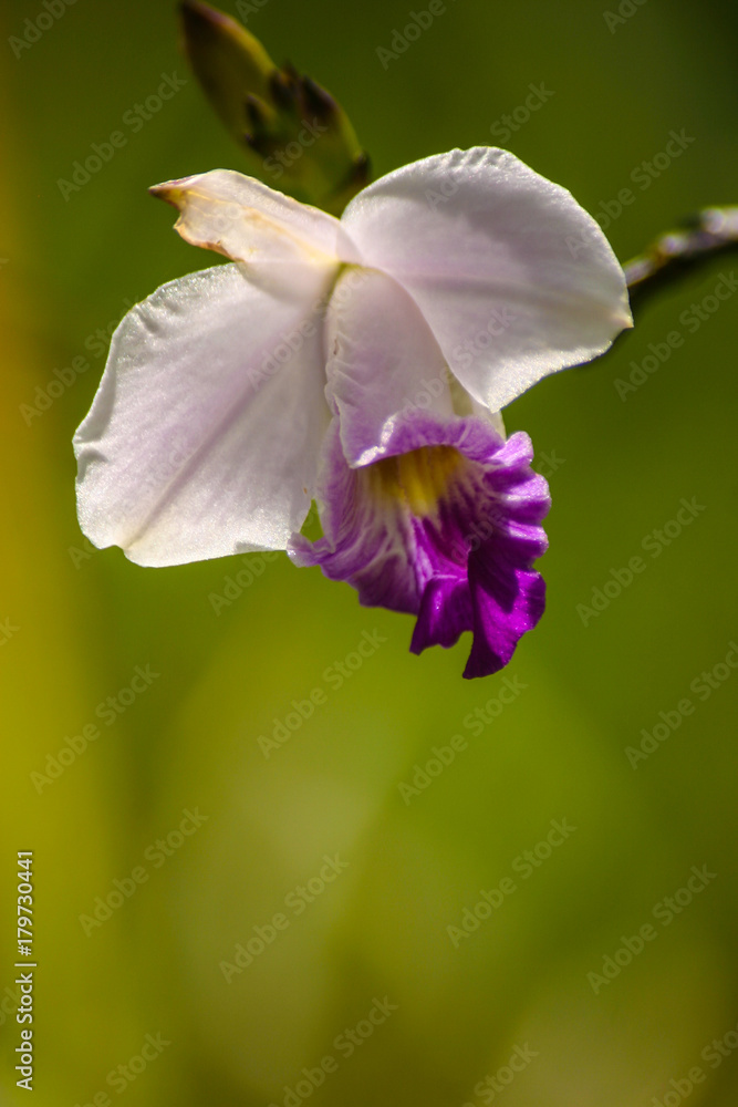 Obraz premium An Orchid