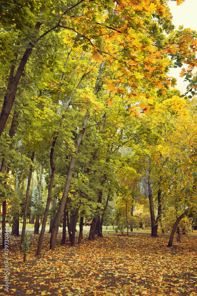 Autumn trees are Maples with yellow and Green leaves. Nature landscape. Early autumn