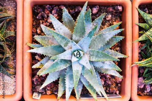 Aloe brevifolia in a planter photo