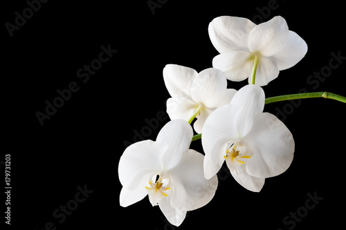 Branch of a blossoming white orchid on isolated black background. Selective focus