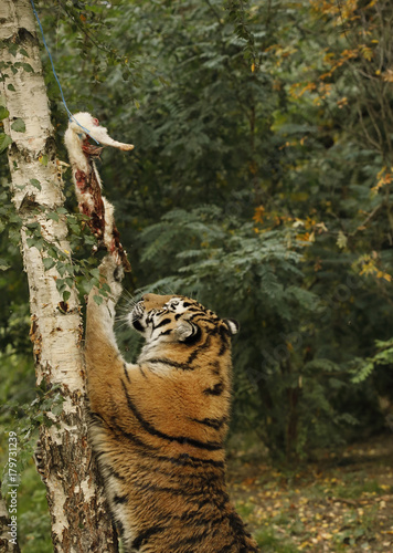 Tygrys sciągający mięso królika z drzewa