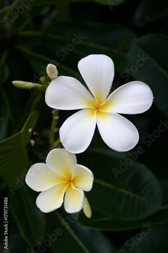 White Plumeria 