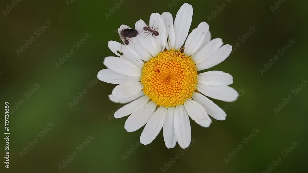 Beautiful white daisy growing in a spring garden.(Leucanthemum vulgare) Beautiful white daisy growing in a spring garden.(Leucanthemum vulgare)