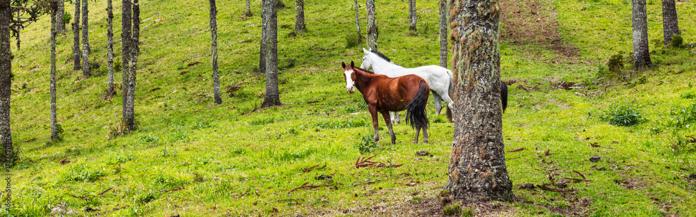 Cavalos no pasto. Cavalos no pasto.