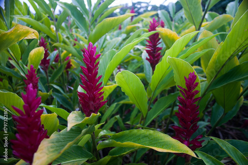 Red Ginger to Spice Up Your Life