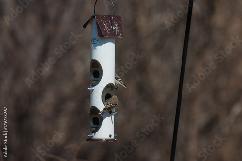A Filled Bird Feeder