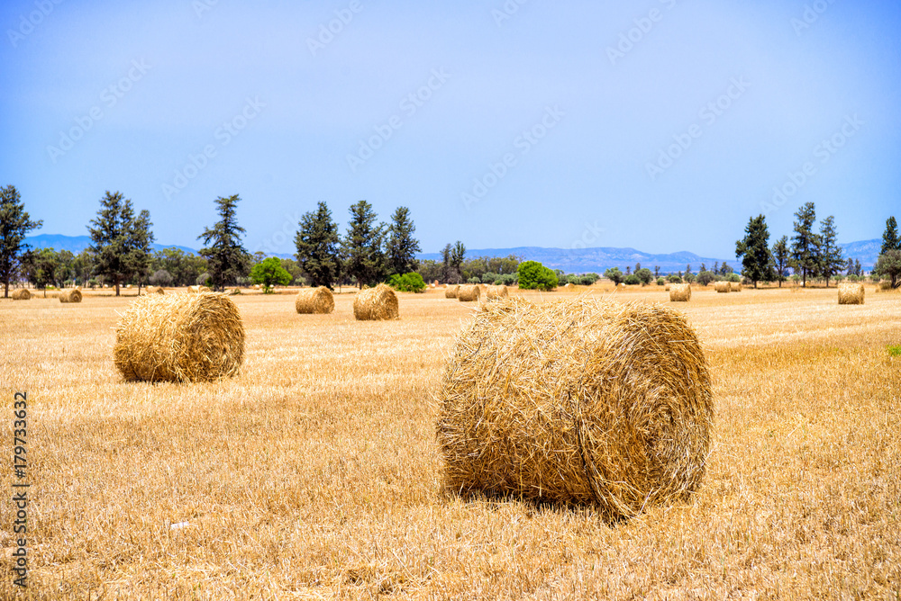 Hay rolls on the field with mountain view