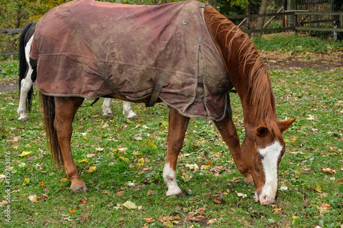 Cavallo al prato photo