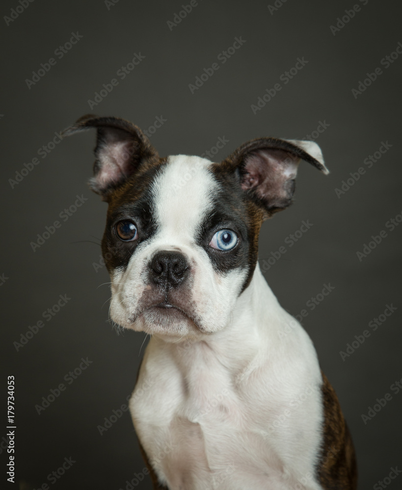 Boston Terrier puppy portrait