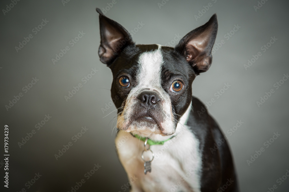 Portrait of Boston Terrier