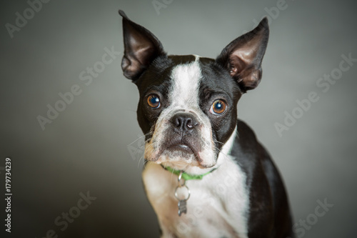 Portrait of Boston Terrier © Sharon