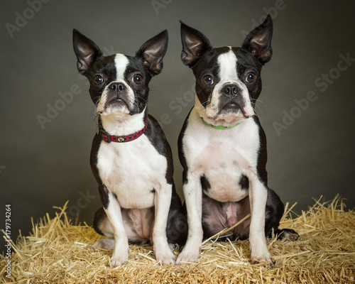 Two Boston Terriers