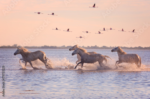 Beautiful white horses running on the water against the background of flying flamingos at soft sunset light, Parc Regional de Camargue, Bouches-du-rhone, Provence - Alpes - Cote d'Azur, south France photo