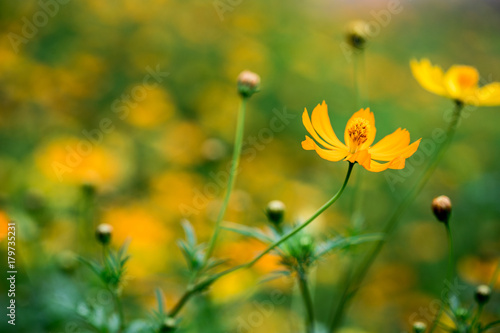 Yellow cosmos flower are blooming in field.Soft focus blurred.Colorful cosmos flora bloom in garden texture background.In spring season cosmos floral beautiful sunlight in meadow.cosmos background