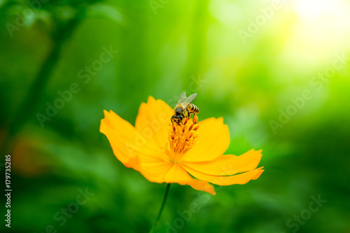 Close up of yellow, orange cosmos flower with a bee at the center with green leaves, buds, red pistils, stamen and plants on the background © papzi