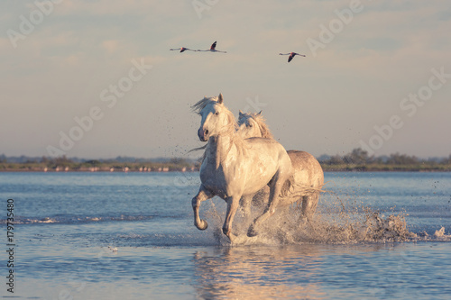 Beautiful white horses running on the water against the background of flying flamingos at soft sunset light  Parc Regional de Camargue  Bouches-du-rhone  Provence - Alpes - Cote d Azur  south France