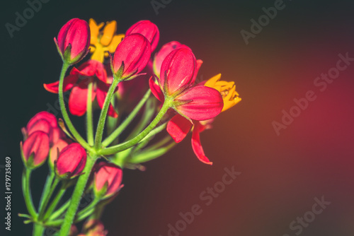 background nature Flower. Garden flowers. Red Flowers