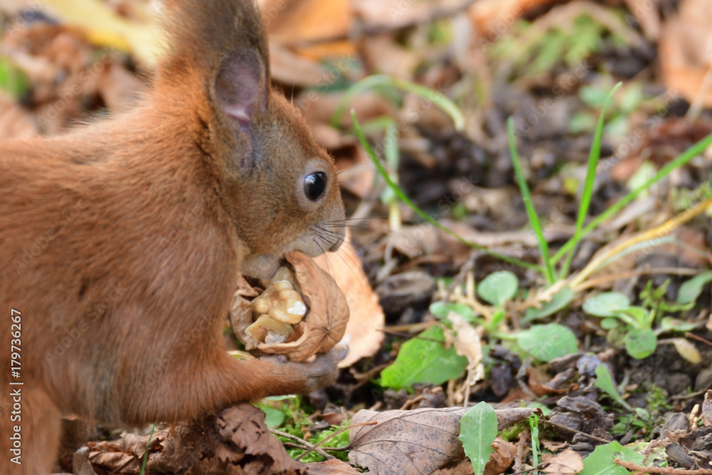 the squirrel hides the walnuts in the ground for the winter the squirrel hides the walnuts in the ground for the winter