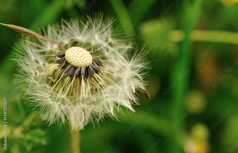 Beautiful Dandelion flower waiting the wind in garden Beautiful Dandelion flower waiting the wind in garden