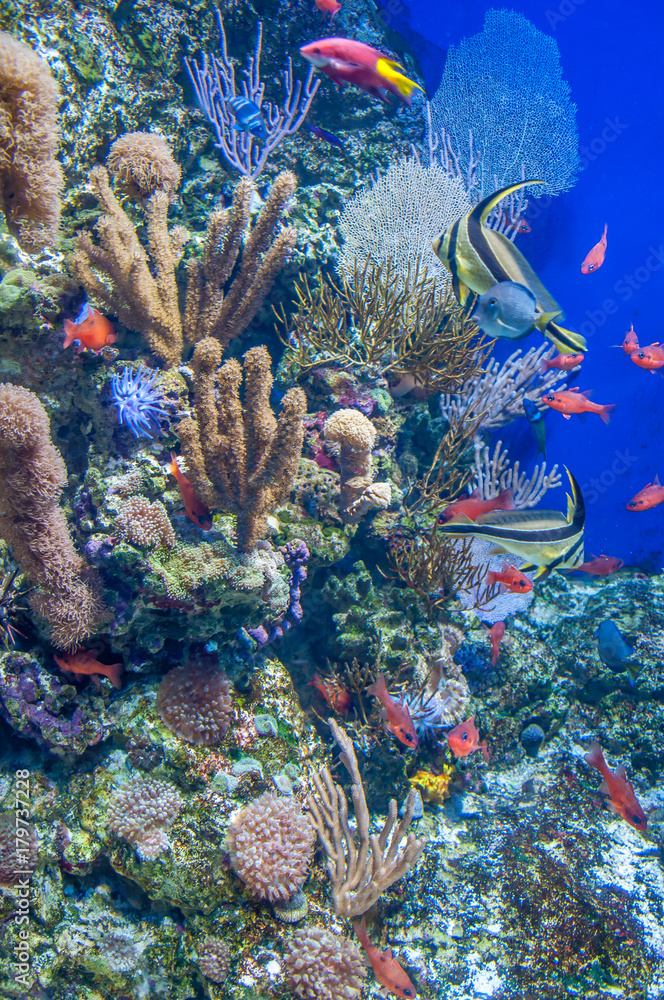 Fototapeta premium petits poissons et coraux multicolors