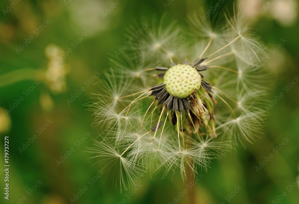 Beautiful Dandelion flower waiting the wind in garden Beautiful Dandelion flower waiting the wind in garden