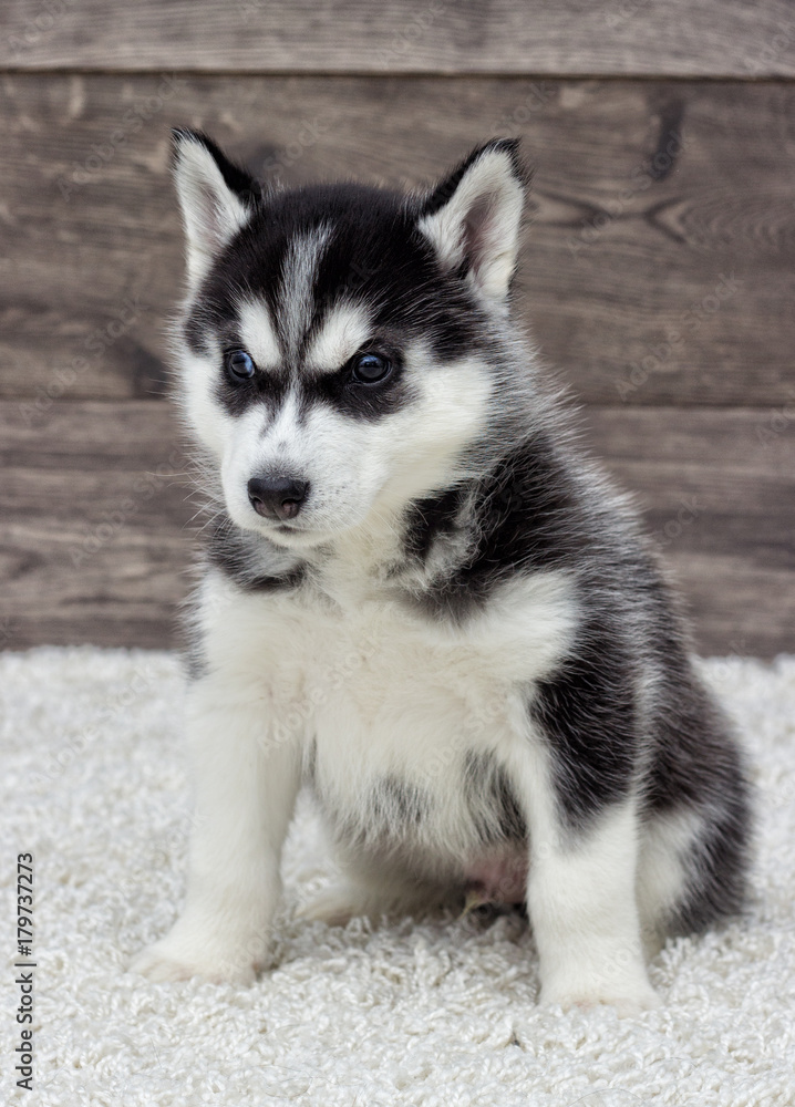 Siberian husky puppy looking at a wooden background Siberian husky puppy looking at a wooden background