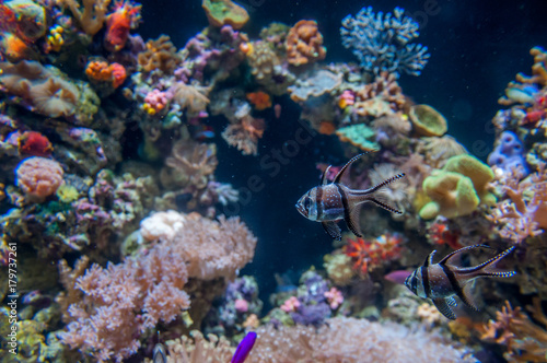 Fototapeta Naklejka Na Ścianę i Meble -  petits poissons et coraux multicolores