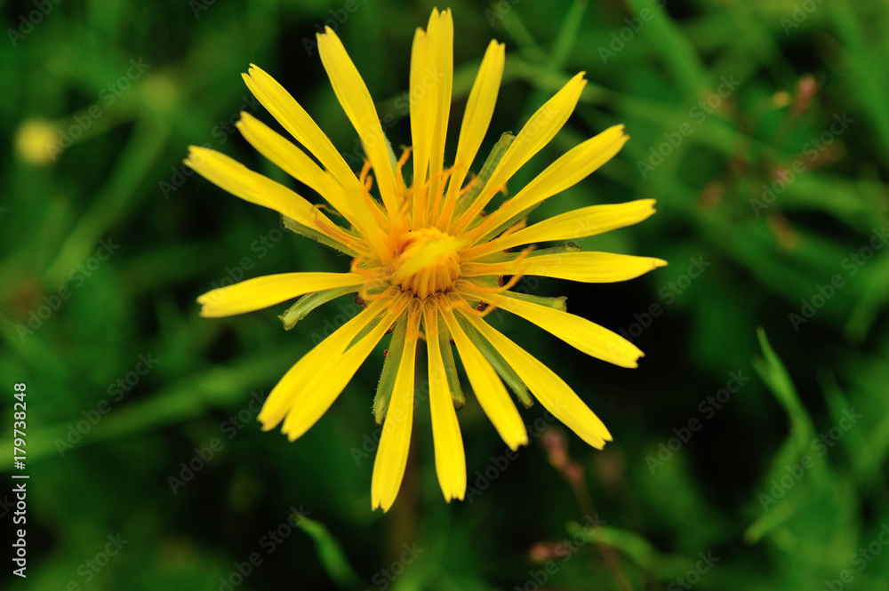 Beautiful Dandelion flower on a green garden Beautiful Dandelion flower on a green garden