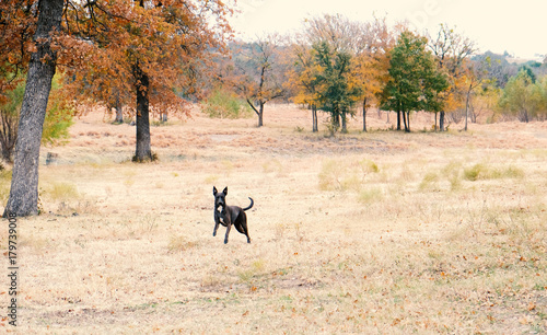 Dog running through grass field in nature, with autumn and fall color showing on trees.