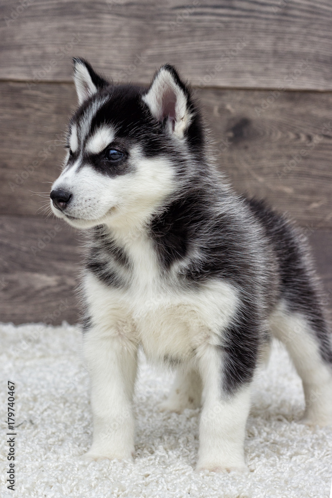Siberian husky puppy looking at a wooden background