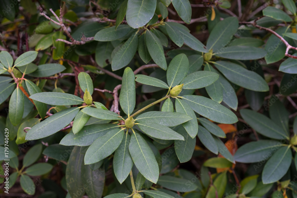 leaves of rhododendron williamsianum ericaceae mountain rose from szechuan china leaves of rhododendron williamsianum ericaceae mountain rose from szechuan china