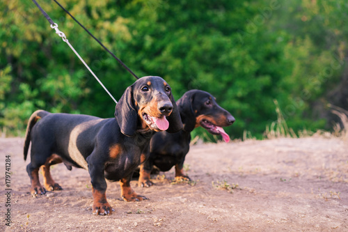 two dogs of the dachshund breed, black and tan, on a leash, expose their tongue (smiling) against the background of green trees in the park in summer