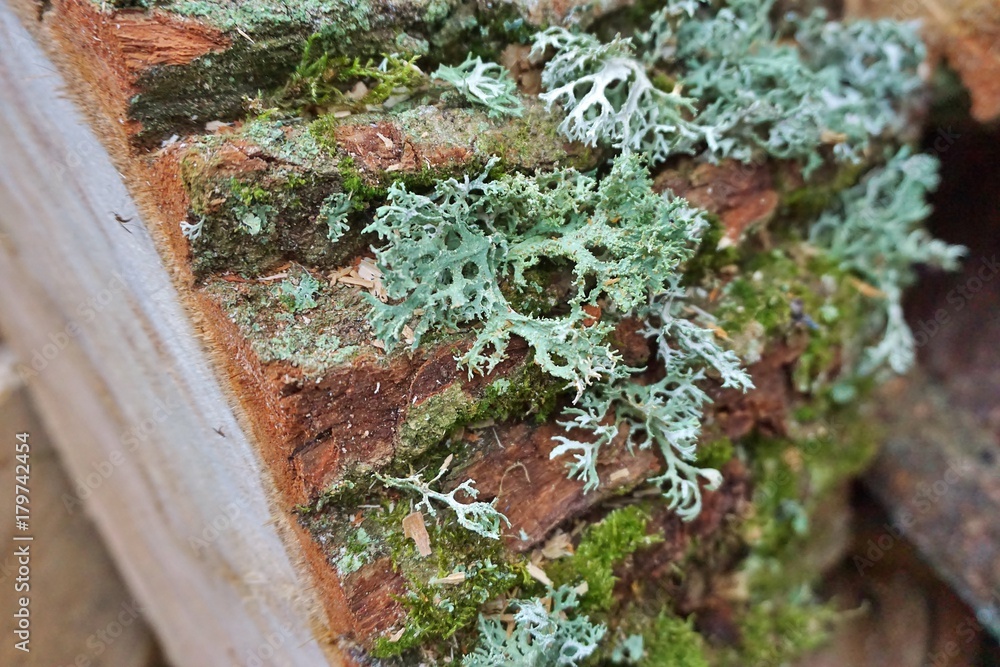 Obraz premium Thallus species of lichen Oakmoss (Evernia prunastri) in close-up. Ina Landscape Park, Poland.