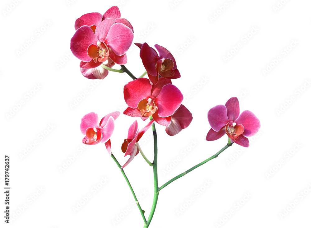 Orchid flower branch on white background, isolated Orchid flower branch on white background, isolated