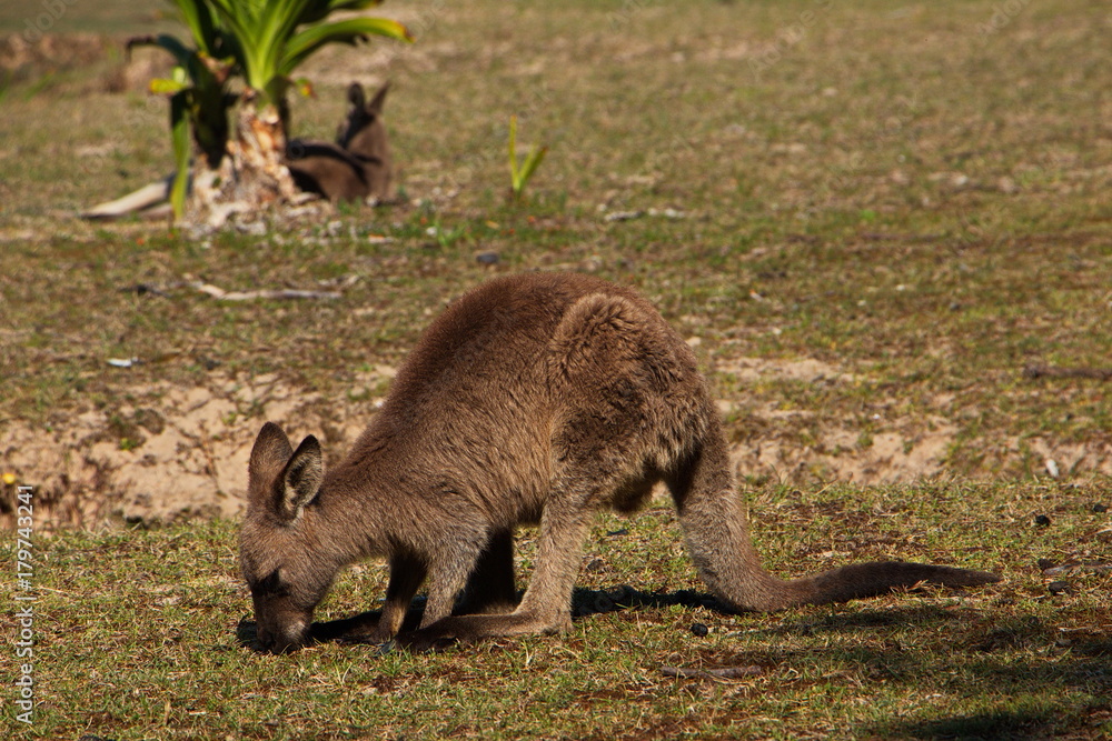 Wallabies auf Pebbly Beach in Murramarang NP in Australien Wallabies auf Pebbly Beach in Murramarang NP in Australien