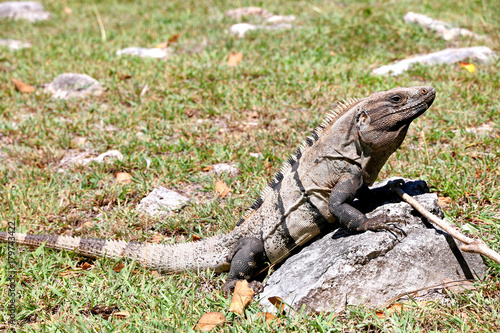 Iguana