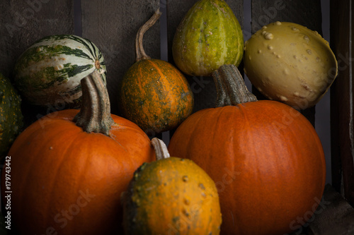 Dynia, Halloween, jesień, różne kolory