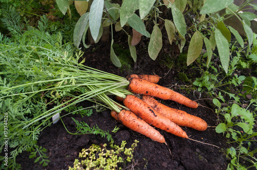 Obraz na plátně Carrots and sage,