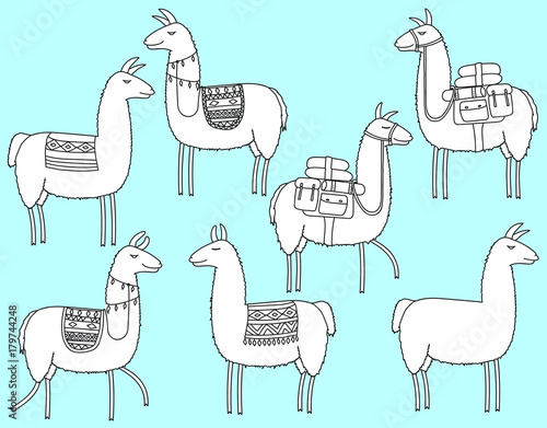 Set of llamas with patterned saddles, traditional decorative rugs and trekking packs in a hand drawn doodle style. White filled.
