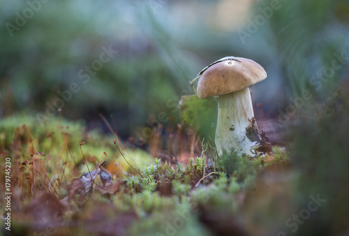 Under a leaf.On the hill from a moss young cepe on a curved leg grows.