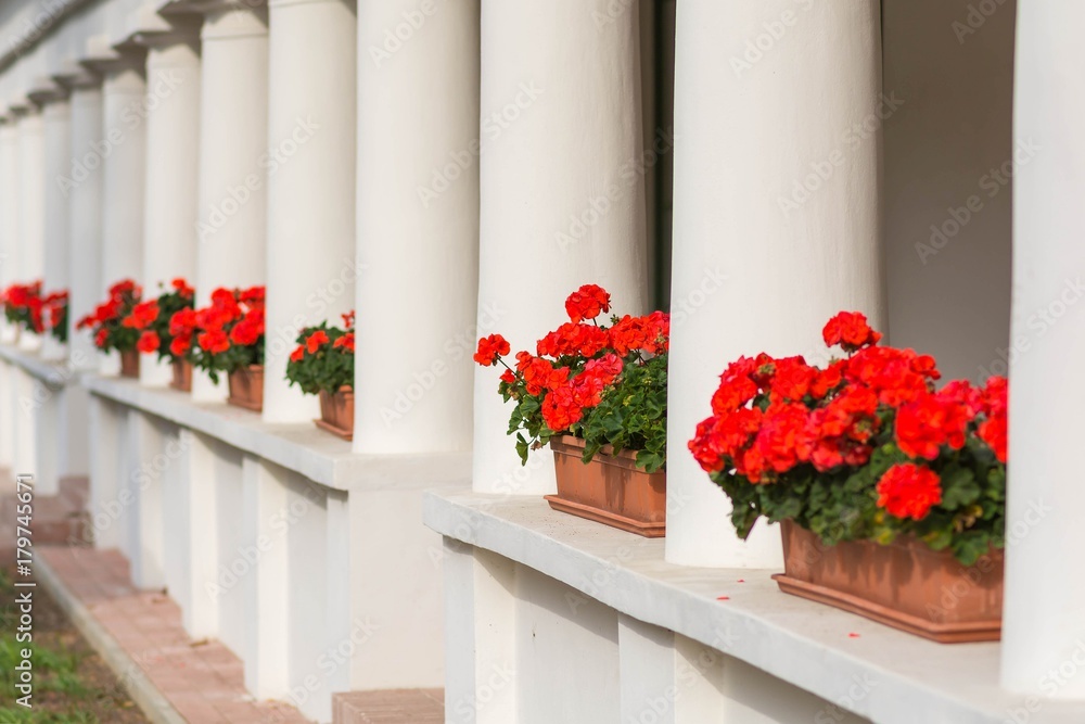 Red pelargonium flowers in a pot on the windowsill from outside Red pelargonium flowers in a pot on the windowsill from outside
