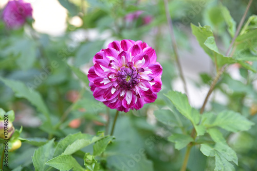 Fototapeta Naklejka Na Ścianę i Meble -  Dahlia rose en été au jardin