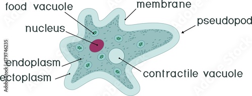 Amoeba proteus with nucleus, contractile vacuole, other organelles and titles