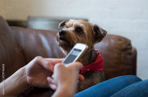 Fotografia A yorkshire terrier dog, looking at its owner seeking attention