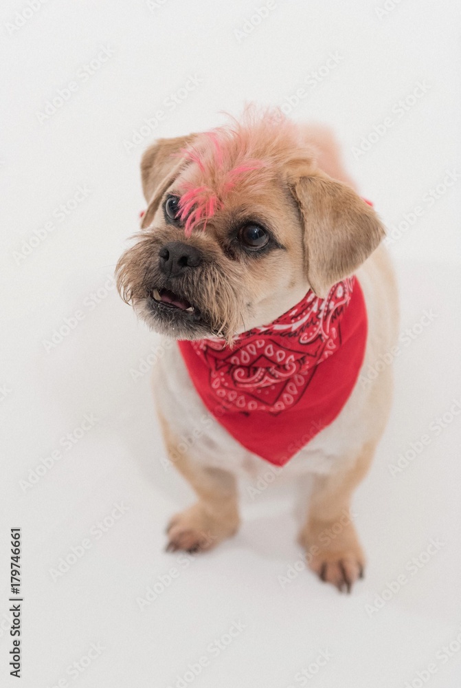 Do Pugs And Jack Russells Get Along