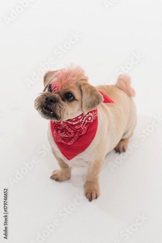 A Pug cross jack russell terrier dog, isolated on a white seamless wall in a photo studio. © dannyburn