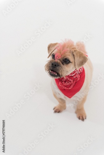 A Pug cross jack russell terrier dog  isolated on a white seamless wall in a photo studio.