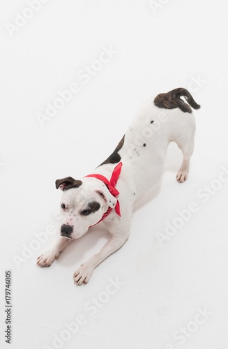A very cute black and white Staffordshire bull terrier dog posing on a white seamless studio infinity curve, with a red bandana around its neck.