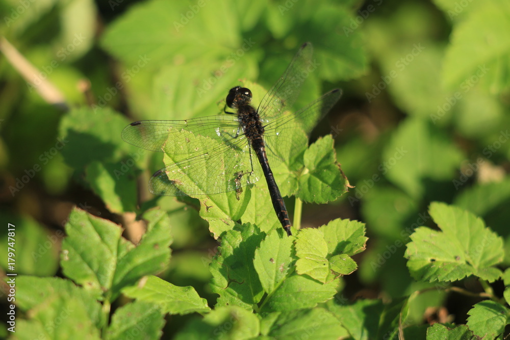 dragonfly on the grass dragonfly on the grass